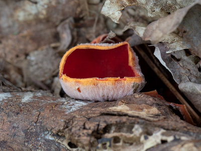 Orange Peel Fungus