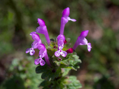 Henbit