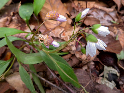 Spring Beauty Rust on Carolina Spring Beauty