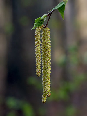 White Birch