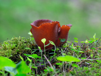 Common Brown Cup Fungus