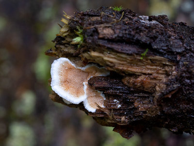 Bicoloured Bracket Fungus