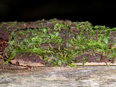 Pouchwort and Rustwort Liverworts