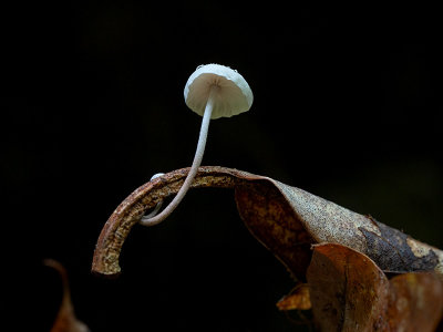  Mushroom