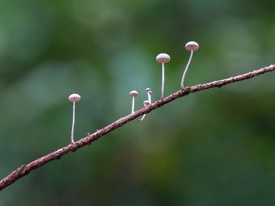 Tiny White Mushrooms