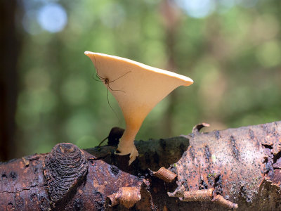 Blackfoot Polypore Mushroom