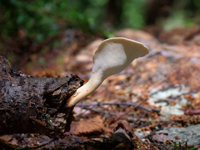 Blackfoot Polypore Mushroom