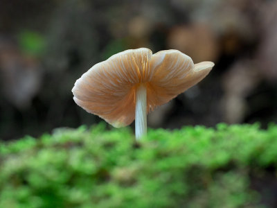 Straight-stalked Entoloma Mushroom