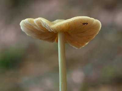 Straight-stalked Entoloma Mushroom