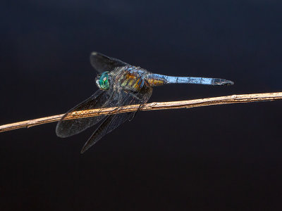 Blue Dasher Dragonfly