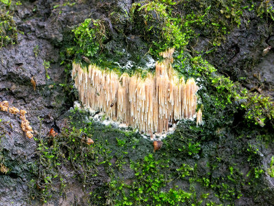 Asian Beauty Fungus