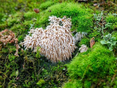 Asian Beauty Fungus