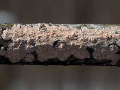 Pink Crust Fungus