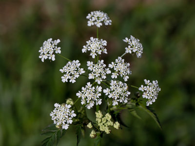 Hemlock Parsley