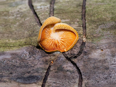 Orange Mock Oyster Mushroom