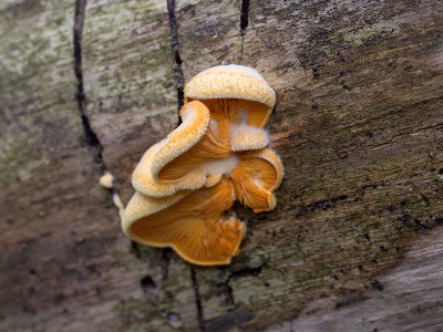 Orange Mock Oyster Mushroom