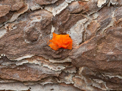 Orange Jelly Fungus