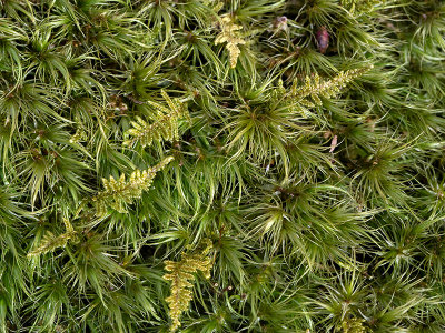 Windswept Broom Moss and Brocade Moss