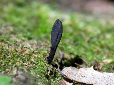 Velvet Earth Tongue Mushroom