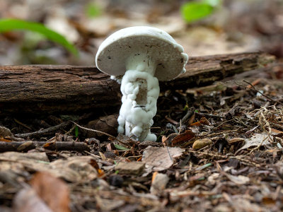 Unidentified Bolete Mushroom Parasitized by The Bolete Eater