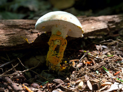 Unidentified Bolete Mushroom Parasitized by The Bolete Eater