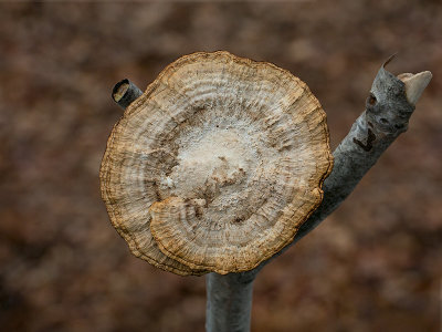 Gilled Polypore Mushroom