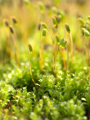 Baby Tooth Moss