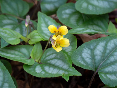 Halberd-leaved Violet