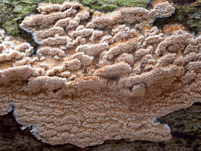 Deer-colored Trametes Fungus