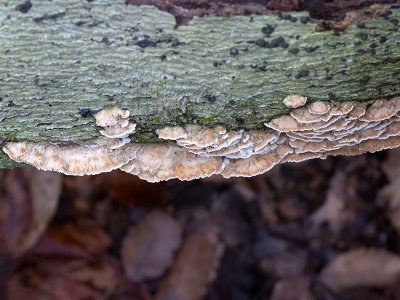 Deer-colored Trametes Fungus