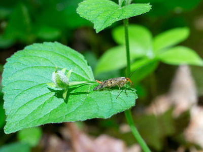 Scorpionfly