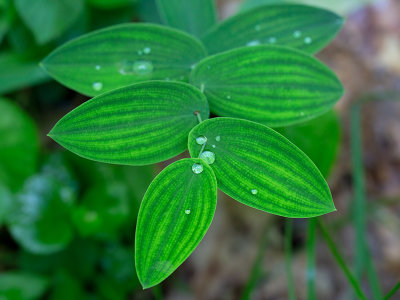 Perfoliate Bellwort