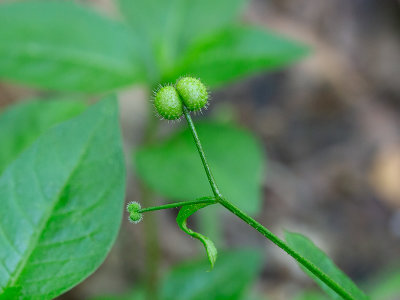 Cleavers Fruit