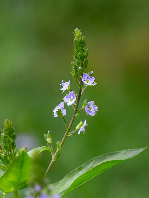 Water Speedwell