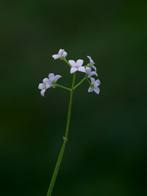 Marsh Bedstraw