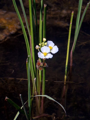 Sessile-fruited Arrowhead