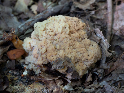 Collybia Jelly on Oak-loving Gymnopus