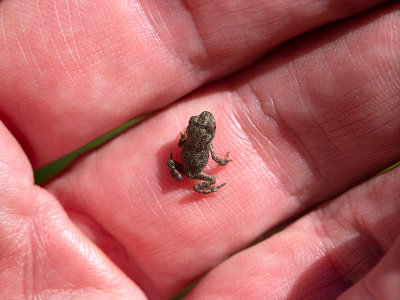 Baby American Toad
