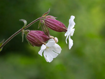 White Campion