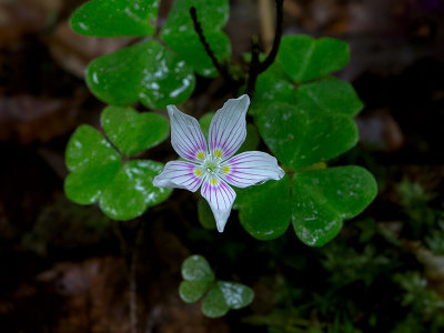 Common Wood Sorrel