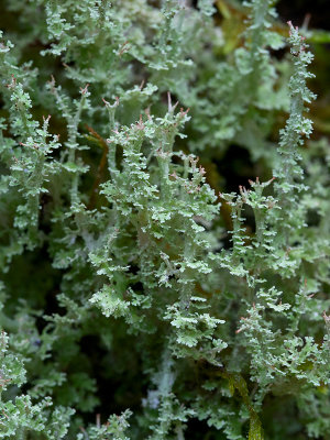 Many-forked Cladonia Lichen