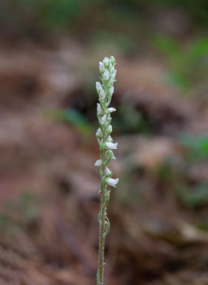 Checkered Rattlesnake Plantain Orchid