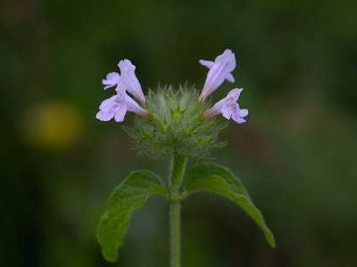 Wild Basil