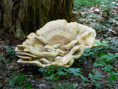 Berkeley's Polypore Mushroom