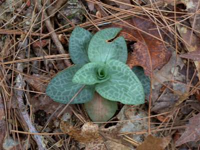 Checkered Rattlesnake Plantain Orchid