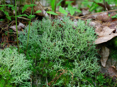 Many-forked Cladonia Lichen