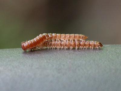 Greenhouse Milipedes Mating