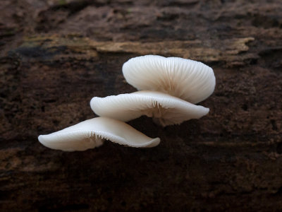 Flat Crep Mushroom