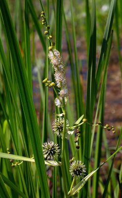 Bur-reed