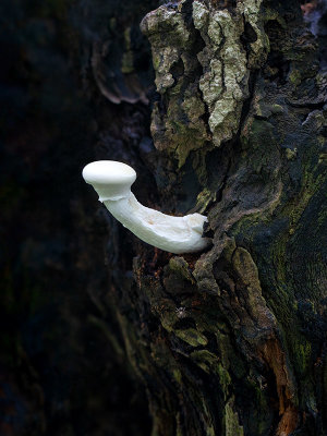 Veiled Oyster Mushroom